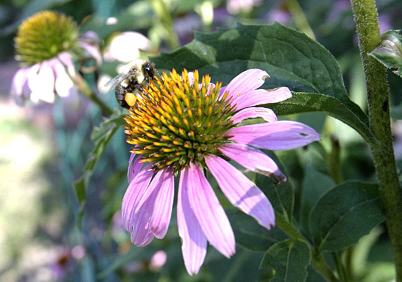 Look at the pollen collected!