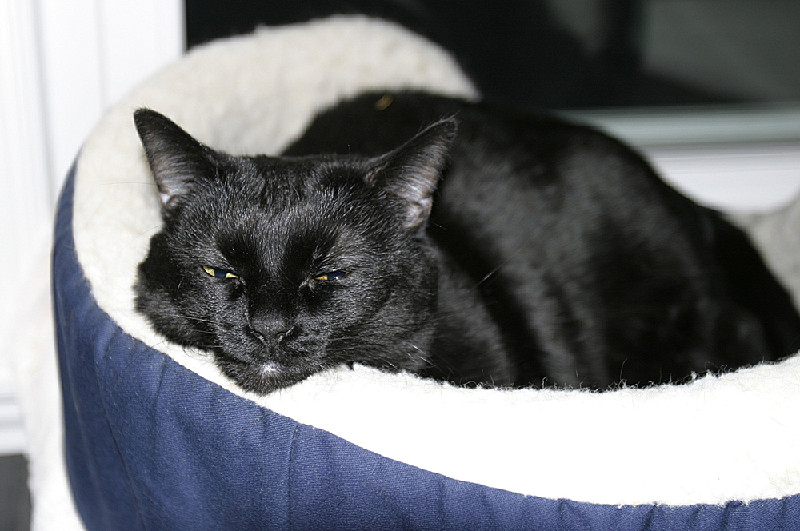 Taylor, lounging in her bed