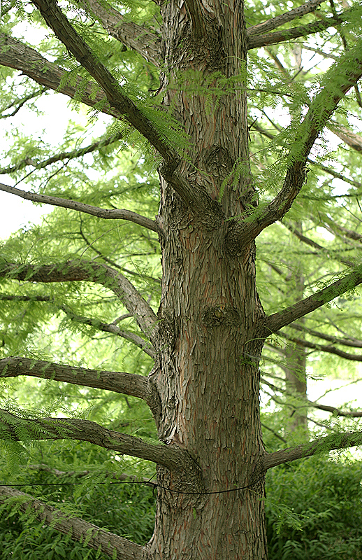 Chicago Botanical Garden, Glencoe, IL - 7/1/2006