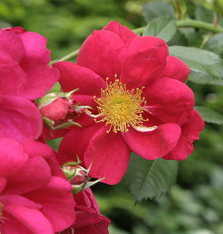 Chicago Botanical Garden, Glencoe, IL - 7/1/2006