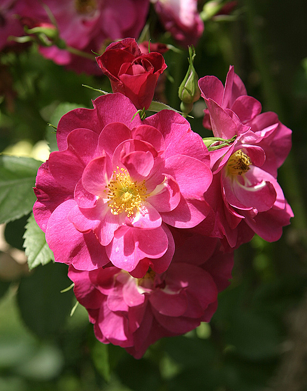 Chicago Botanical Garden, Glencoe, IL - 7/1/2006