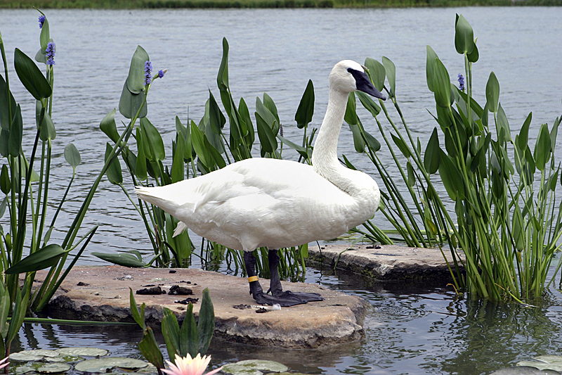 Chicago Botanical Garden, Glencoe, IL - 7/1/2006