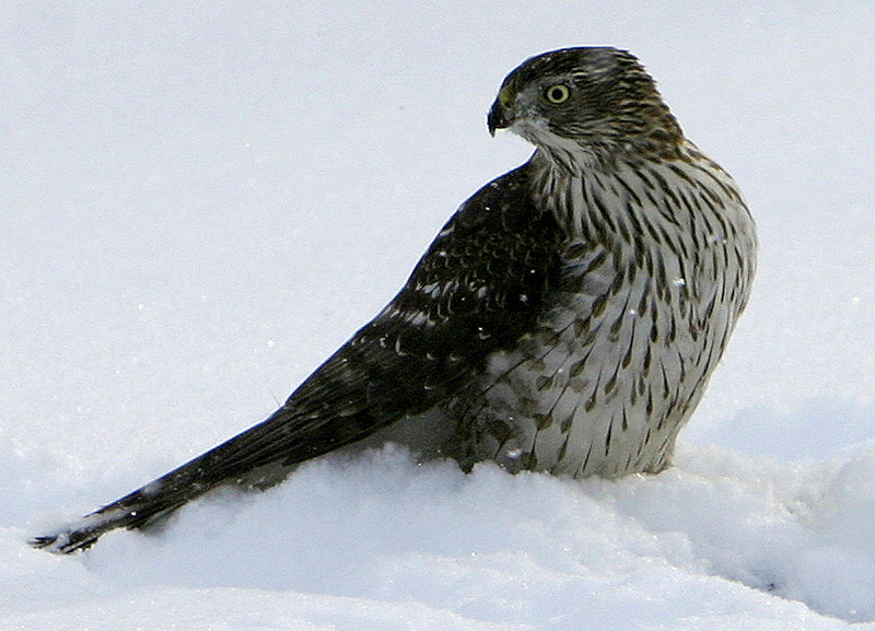 Holding down a pigeon you can't see in the snow