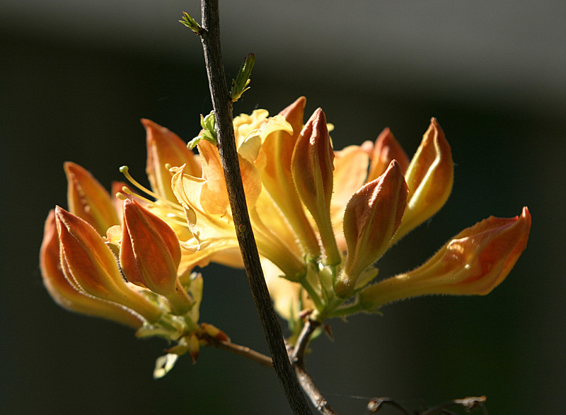 Beautiful blossoms on this rhododendron