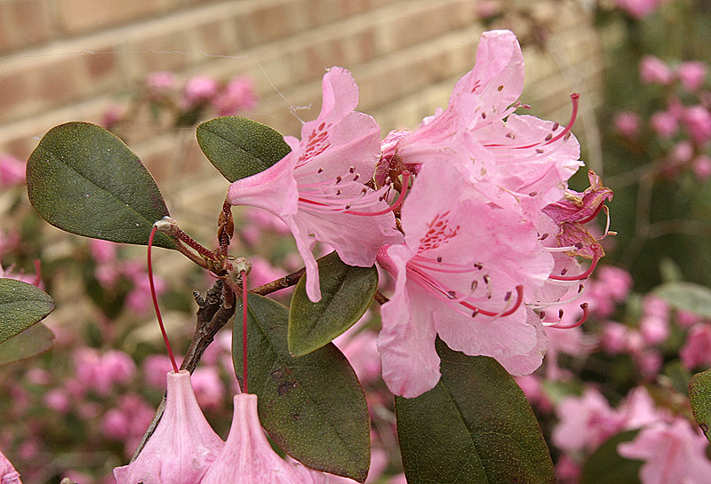 Blooming and fading...