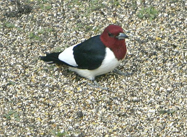 On the ground under our birdfeeder