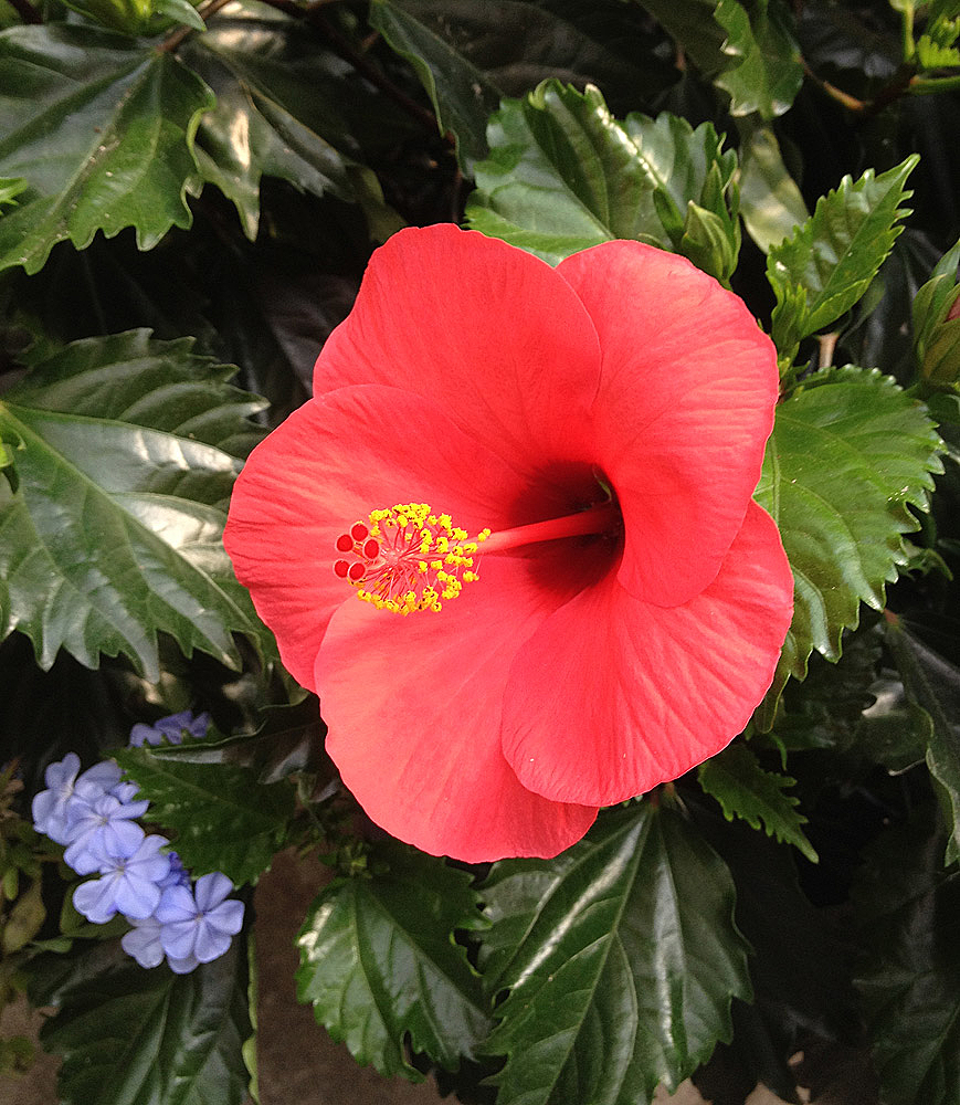 Rose of Sharon, Pesche's Garden Center