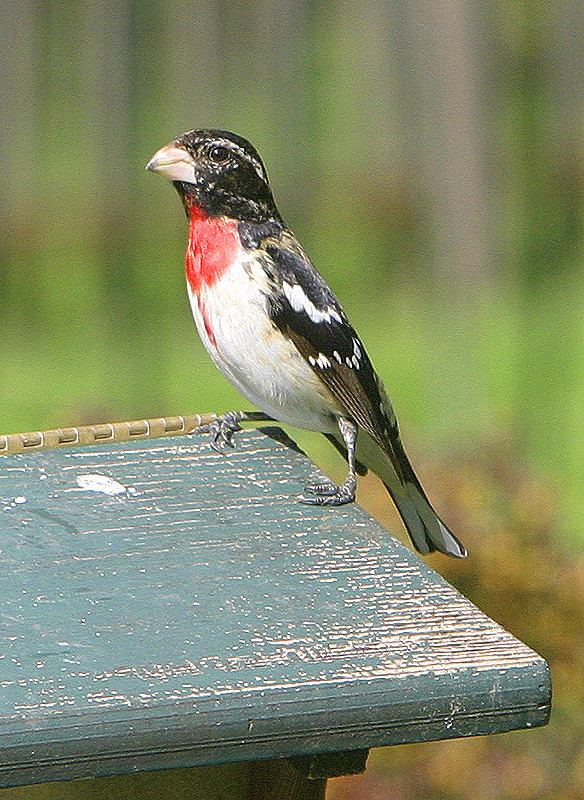 In our backyard, Spring 2009