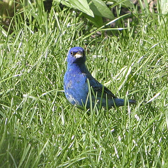 In our suburban backyard, Spring 2009