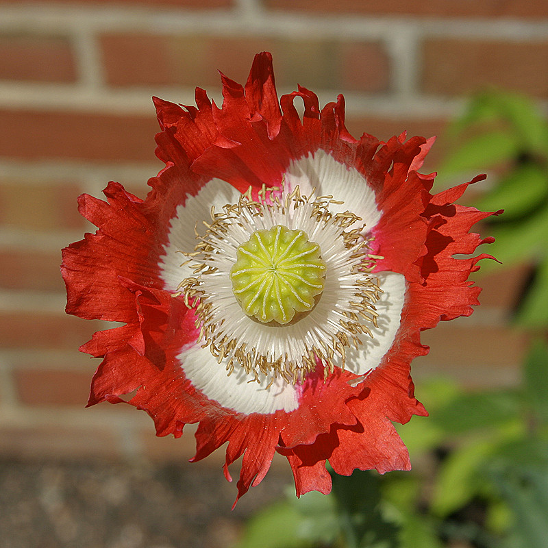 Glencoe Bot Garden, 2009