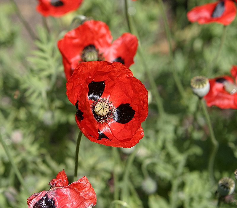 Glencoe Bot Garden, 2009