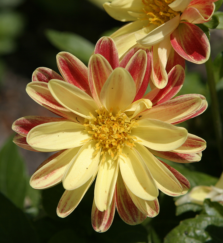 Glencoe Bot Garden, 2009