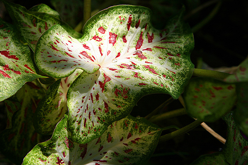 Glencoe Bot Garden, 2009