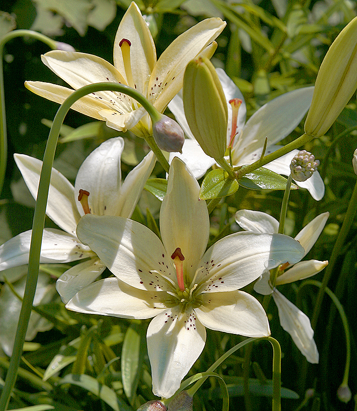 Glencoe Bot Garden, 2009