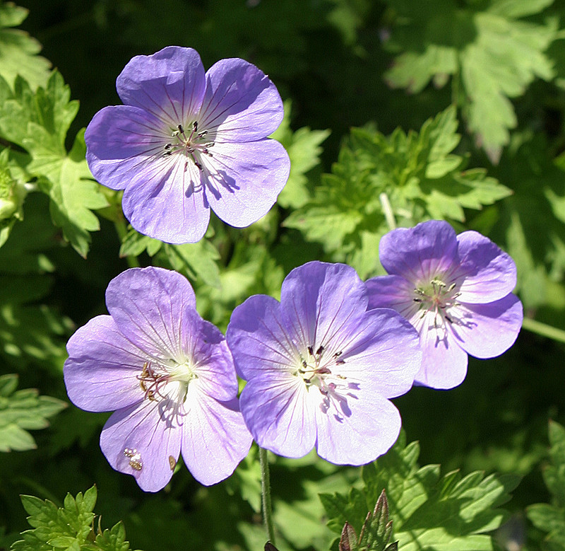 Geramium 'Jolly Bee'