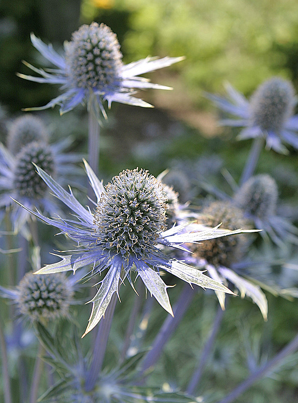 Glencoe Bot Garden, 2009