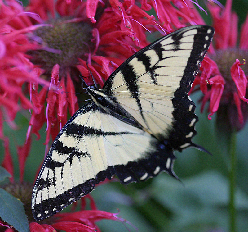 Monarda