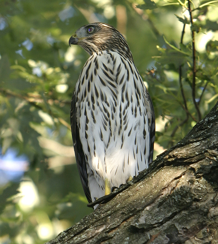 Looking for some dinner in our backyard