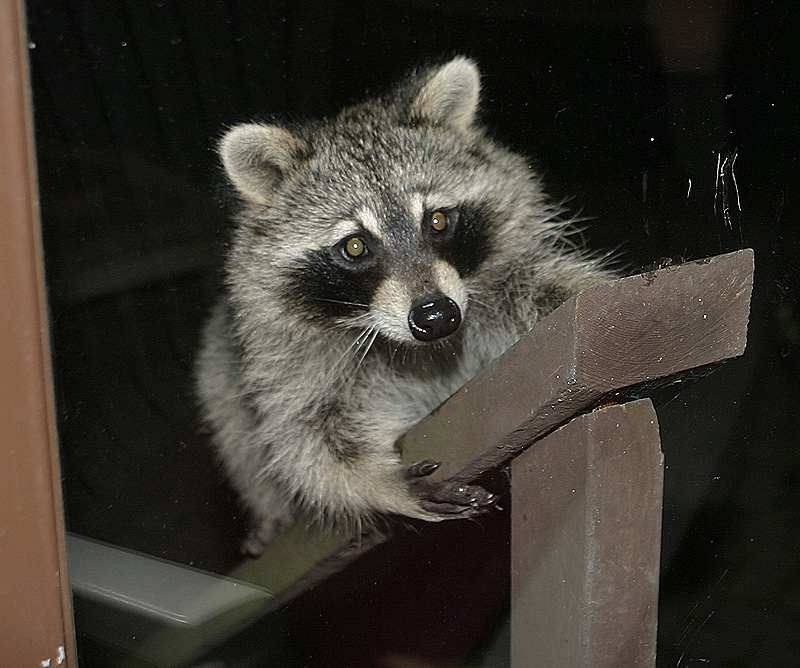 Impatient racoon