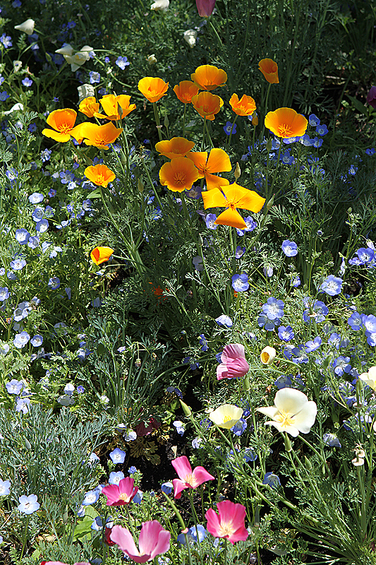 Chicago Botanic Gardens, May 2010