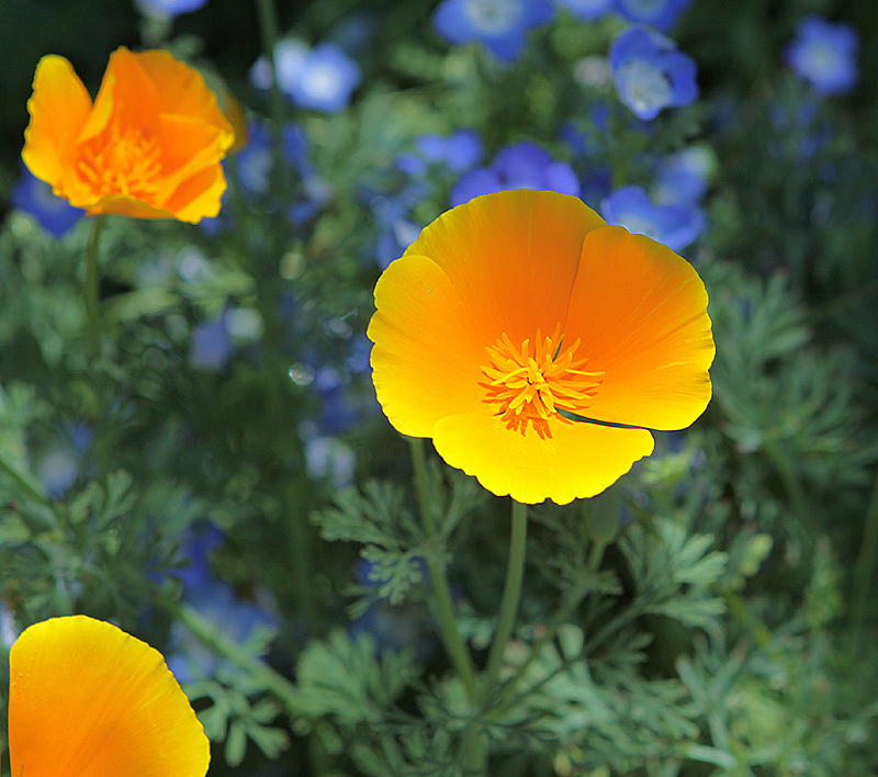 Chicago Botanic Gardens, May 2010