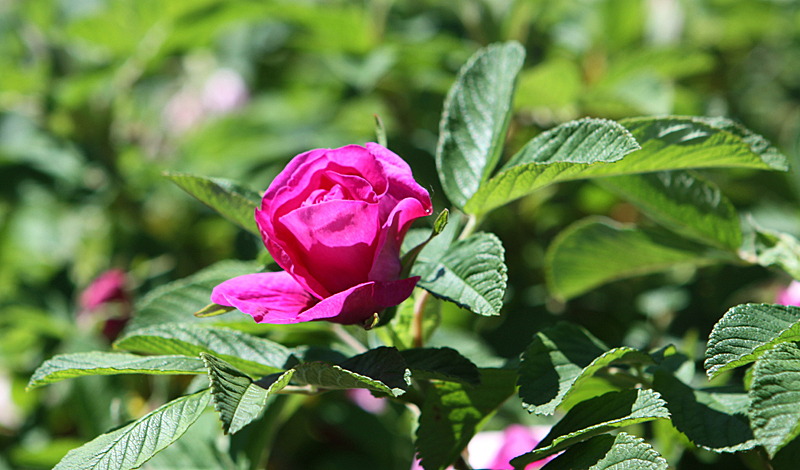 Glencoe Botanic Gardens, May 2010