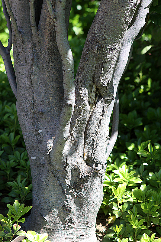 Chicago Botanic Gardens, May 2010