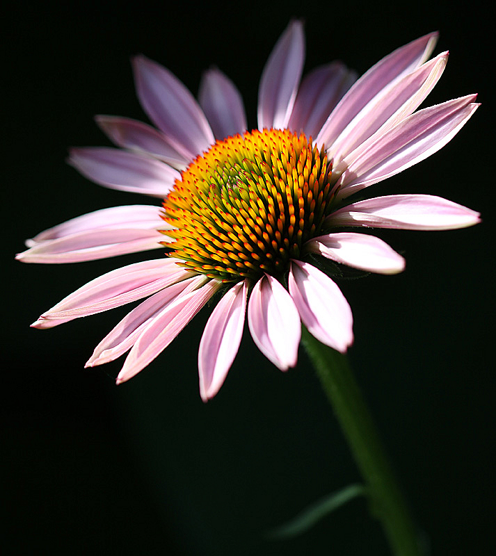 Late evening light