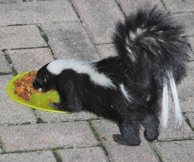 Eating the catfood in our backyard.