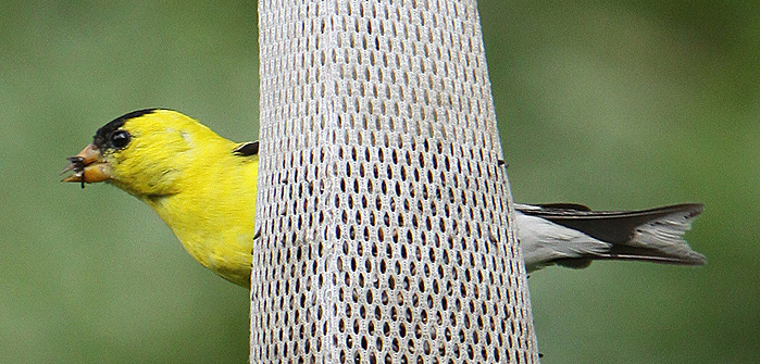 Backyard feeder