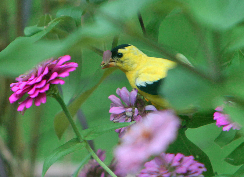 They love the petals for whatever reason