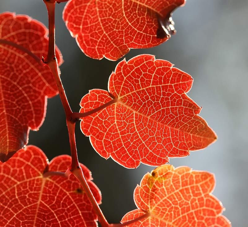 Leaf about the size of a nickel