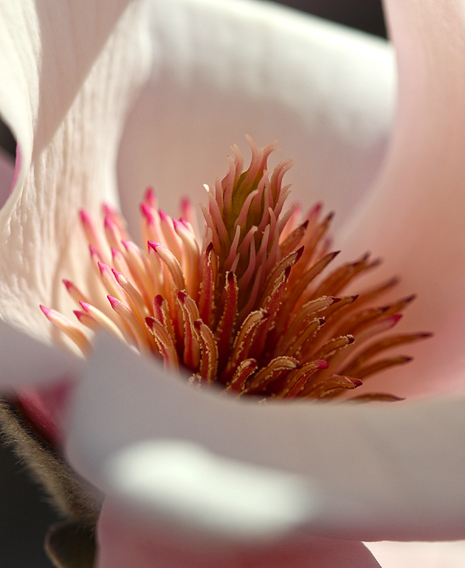 Very tight close-up; the pollen area is about the size of a dime