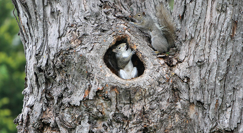 Fight over a hiding place in our backyard