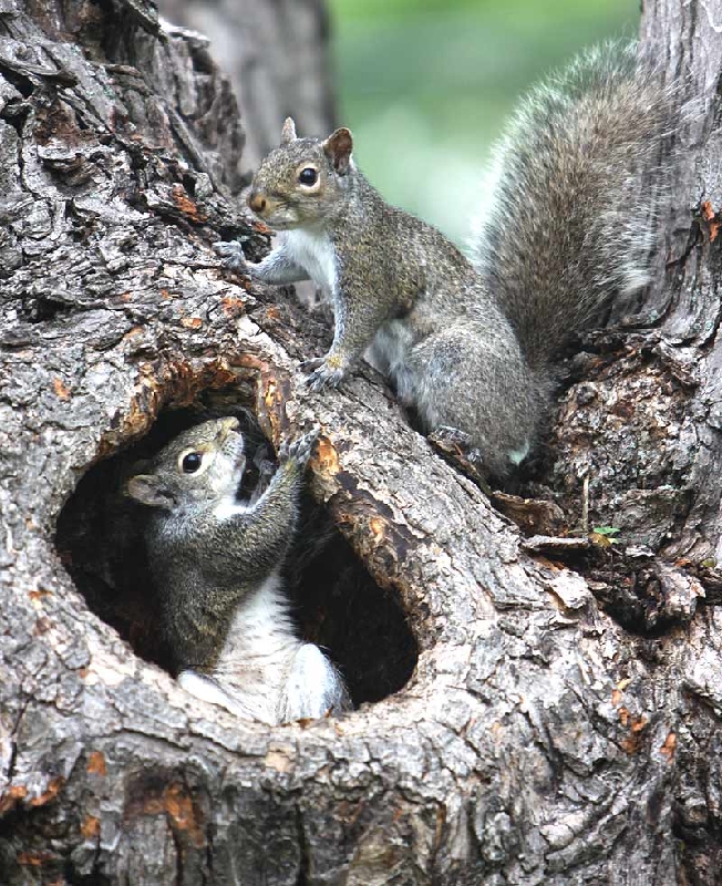 Fight over a hiding place in our backyard