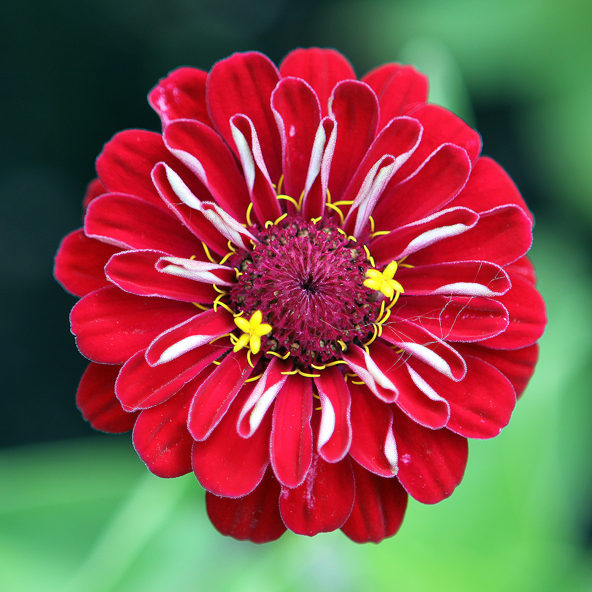 Glencoe Botanic Gardens