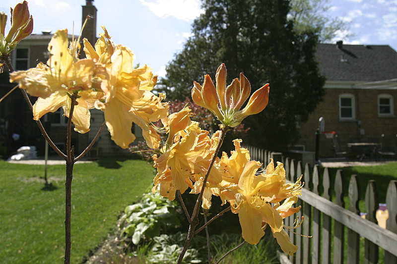 Our rhodies, in context