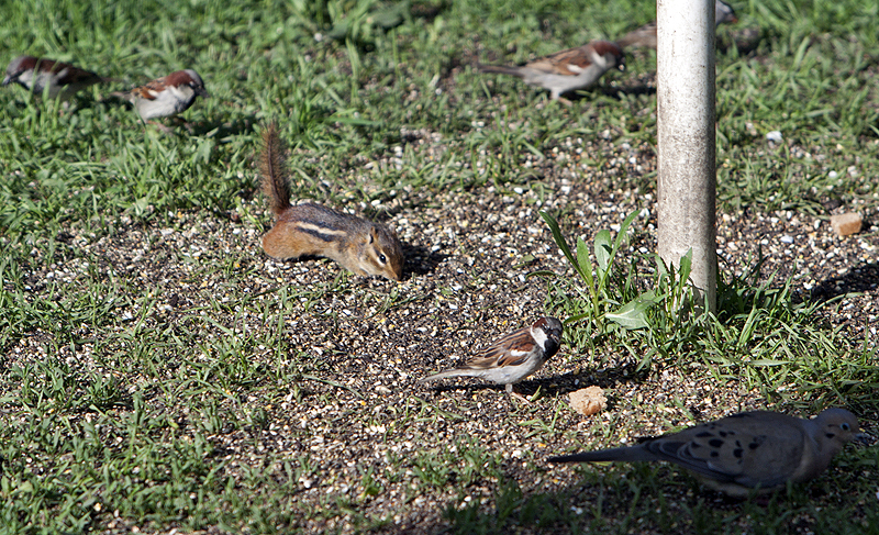 At the bird feeder for some time - unusual for this critter.