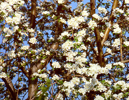 Apple tree, Glenview, IL