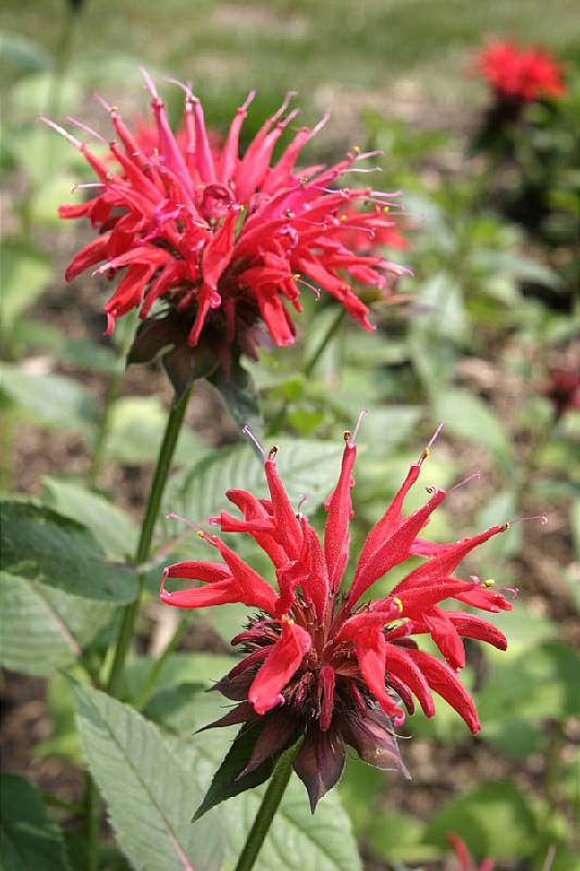 Funky blossoms on this flower