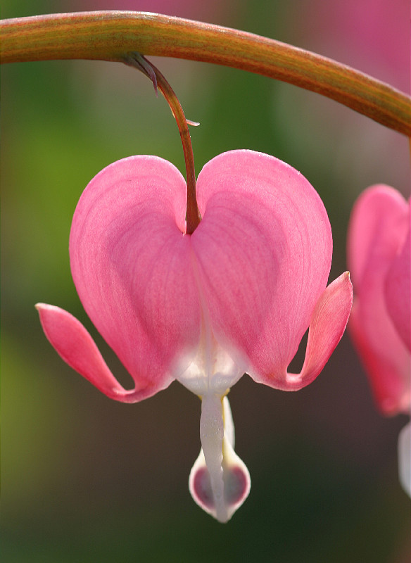 Spring 2005; nickel-sized blossom