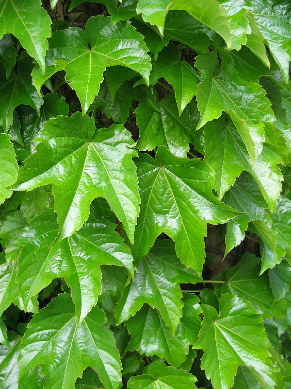 Ivy-covered south wall