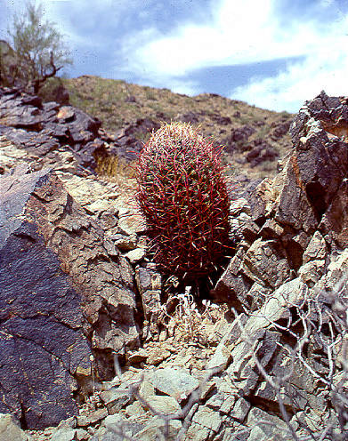 Cactus in Arizona