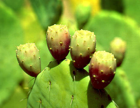 Cactus, Arizona