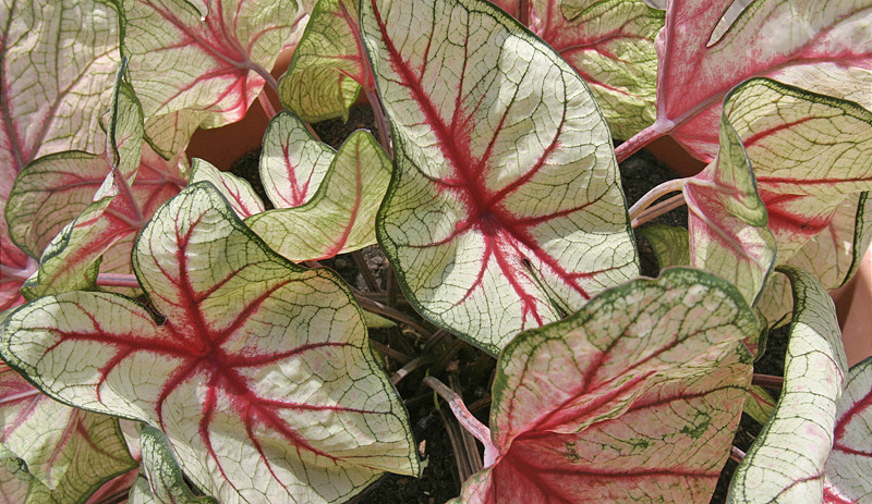 Potted plant on the patio