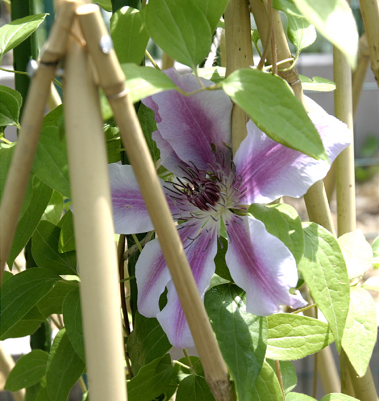 Nellie Moser cultivar; 2005 first time it's flowered