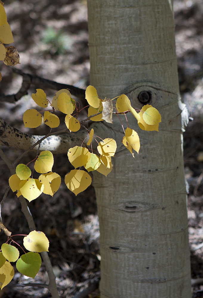 Near Crystal Lake, Pikes Peak, CO