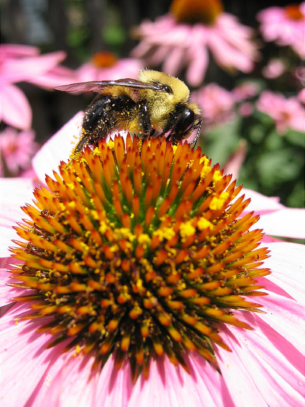 A bee enjoying the fruit of a purple coneflower