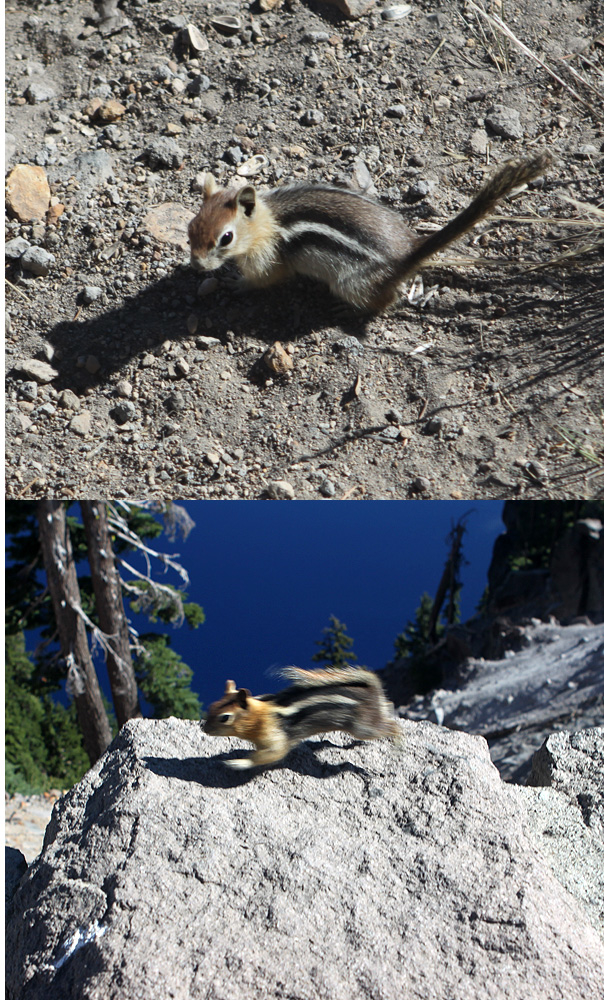 Top: At rest; Bottom: On the run