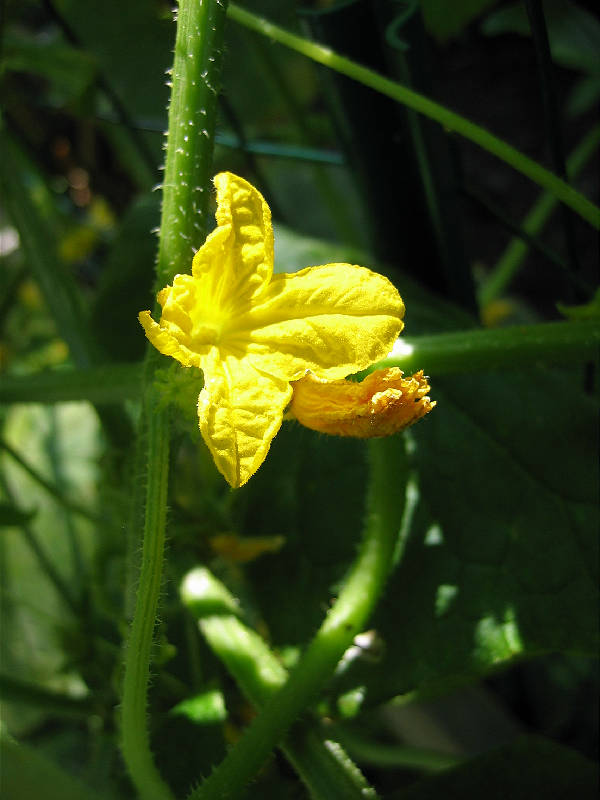 Backyard garden